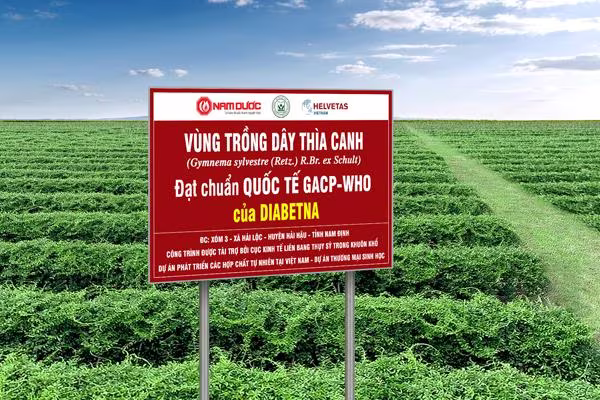 Người tiểu đường nên lựa chọn sản phẩm từ Dây thìa canh đạt chuẩn quốc tế GACP - WHO Người tiểu đường nên lựa chọn sản phẩm từ Dây thìa canh đạt chuẩn quốc tế GACP - WHO
