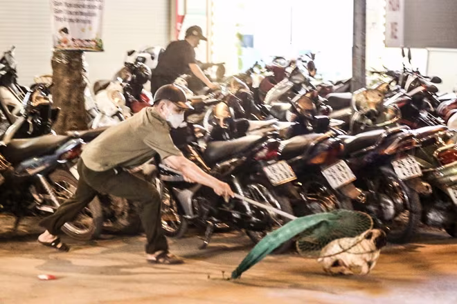 Hà Nội yêu cầu tăng cường hoạt động các đội bắt chó thả rông để phòng bệnh dại Hà Nội yêu cầu tăng cường hoạt động các đội bắt chó thả rông để phòng bệnh dại