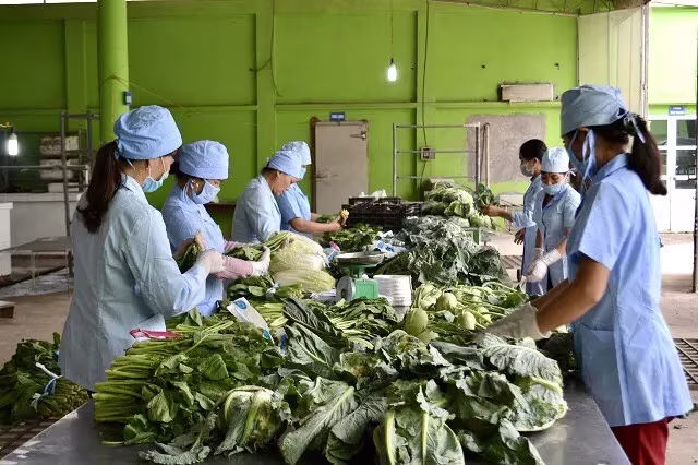 Hà Nội đặt mục tiêu đến 2030, duy trì các vùng rau an toàn chuyên canh với sản lượng đạt trên 400.000 tấn/năm