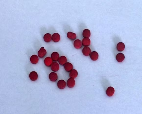 Bắt đối tượng qua Lào mua ma túy bán kiếm lời ảnh 1