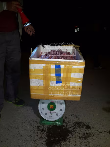 Phát hiện 3.000 con chim cút ướp lạnh đang bốc mùi ảnh 2