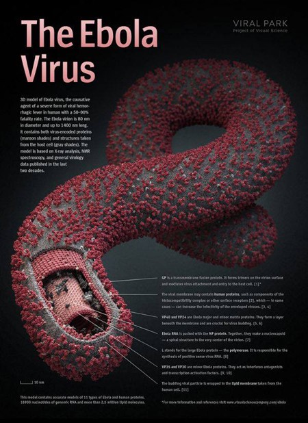Những hình ảnh khủng khiếp về dịch bệnh Ebola ảnh 2 Những hình ảnh khủng khiếp về dịch bệnh Ebola ảnh 2