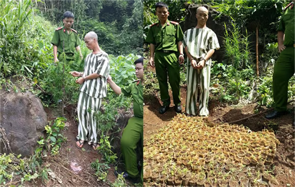 Phát hiện, xử lý nhiều điểm trồng cây cần sa trái phép ảnh 1 Phát hiện, xử lý nhiều điểm trồng cây cần sa trái phép ảnh 1