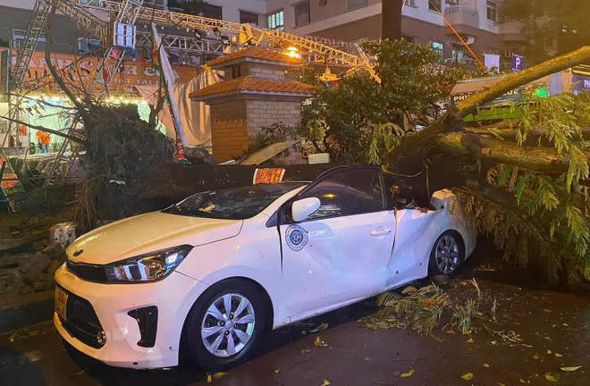 Một cây xanh lớn đè ngang xe ô tô trắng