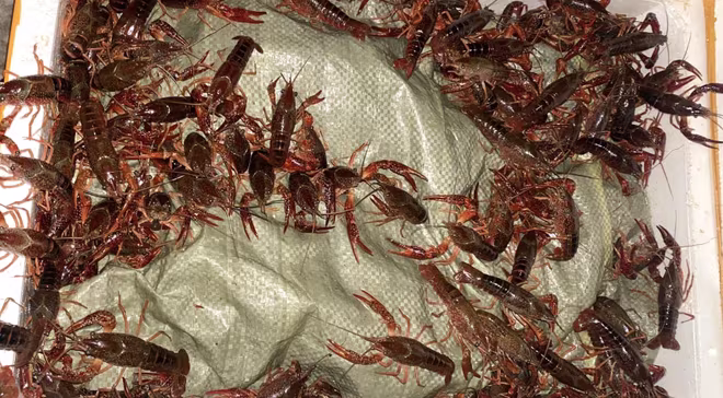 Tôm hùm đất Tôm hùm đất