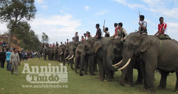 Bảo tồn voi Tây Nguyên: Vẫn nói nhiều và làm trên... giấy ảnh 1 Bảo tồn voi Tây Nguyên: Vẫn nói nhiều và làm trên... giấy ảnh 1