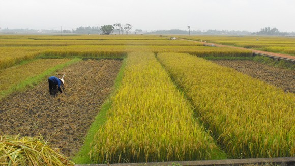 Về ngang mùa gặt ảnh 1 Về ngang mùa gặt ảnh 1