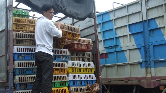 Gà thải loại, nhập lậu từ Trung Quốc hoành hành: Chẳng lẽ bó tay? ảnh 1 Gà thải loại, nhập lậu từ Trung Quốc hoành hành: Chẳng lẽ bó tay? ảnh 1