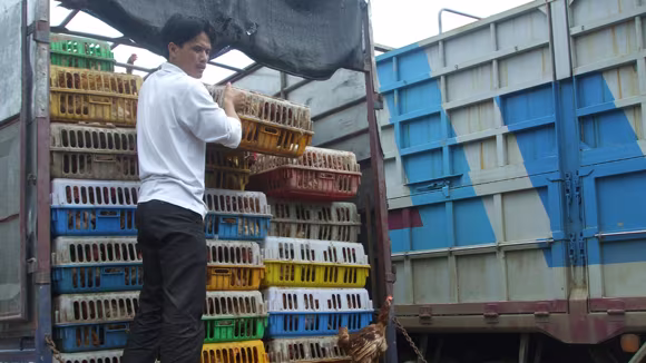 Gà thải loại, nhập lậu từ Trung Quốc hoành hành: Chẳng lẽ bó tay?  ảnh 1