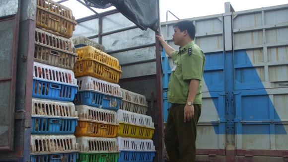 Mối đe dọa từ gà nhập lậu ảnh 1 Mối đe dọa từ gà nhập lậu ảnh 1