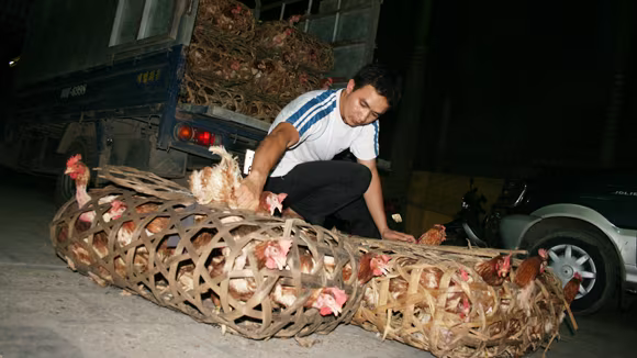 “Dẹp” gà loại thải ở chợ Hà Vĩ ảnh 2 “Dẹp” gà loại thải ở chợ Hà Vĩ ảnh 2