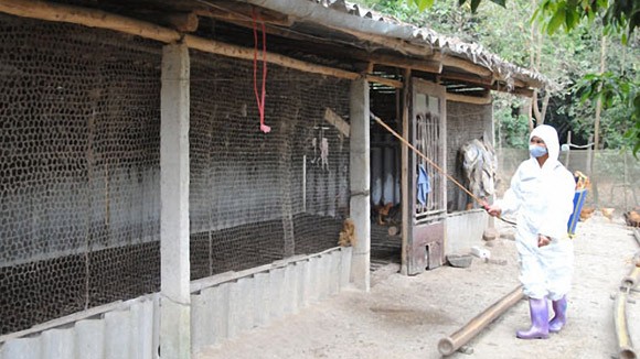 Chặn cúm gia cầm xâm nhập “gà đồi Yên Thế” ảnh 1 Chặn cúm gia cầm xâm nhập “gà đồi Yên Thế” ảnh 1