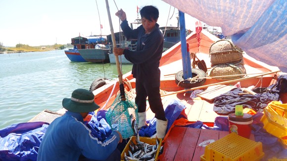 Niềm vui những con tàu đầy ắp cá từ Hoàng Sa ảnh 4 Niềm vui những con tàu đầy ắp cá từ Hoàng Sa ảnh 4