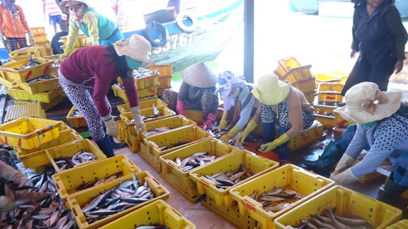 Niềm vui những con tàu đầy ắp cá từ Hoàng Sa ảnh 5 Niềm vui những con tàu đầy ắp cá từ Hoàng Sa ảnh 5
