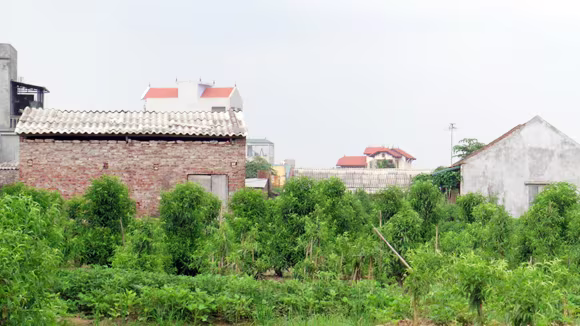 Nhiều nhà siêu mỏng, siêu méo vẫn còn nguyên như... thách thức ảnh 1 Nhiều nhà siêu mỏng, siêu méo vẫn còn nguyên như... thách thức ảnh 1