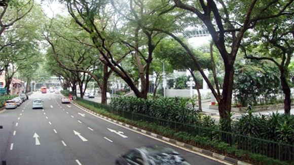 Cây hoa dại - cần thiết cho quy hoạch đô thị ảnh 1 Cây hoa dại - cần thiết cho quy hoạch đô thị ảnh 1
