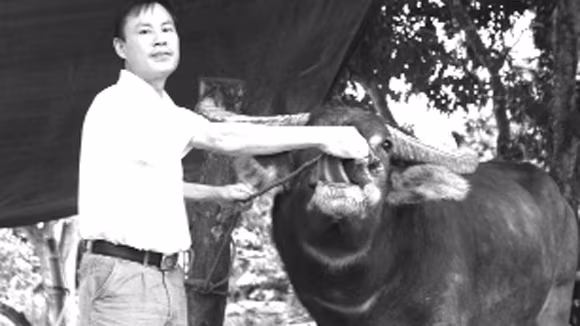 Lên rừng “săn” trâu luông ảnh 1 Lên rừng “săn” trâu luông ảnh 1