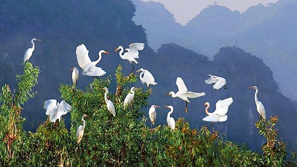 Mùa chim di trú trên đầm Vân Long ảnh 1 Mùa chim di trú trên đầm Vân Long ảnh 1