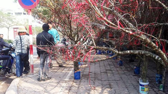 Lan, đào rừng về ngập phố ảnh 1 Lan, đào rừng về ngập phố ảnh 1