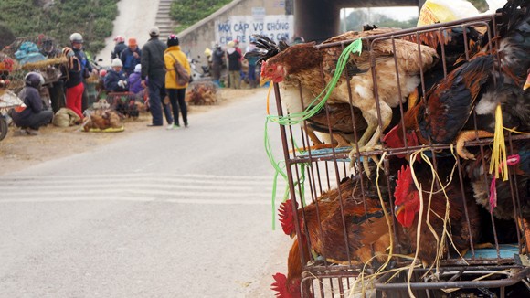Virus H7N9: Nguy cơ xâm nhập rất cao ảnh 1 Virus H7N9: Nguy cơ xâm nhập rất cao ảnh 1