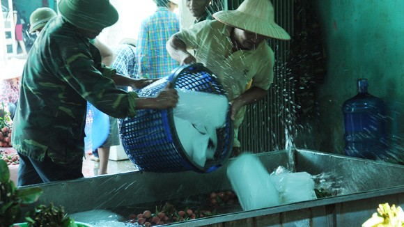 “Gỡ khó” cho dân trồng vải ảnh 4 “Gỡ khó” cho dân trồng vải ảnh 4