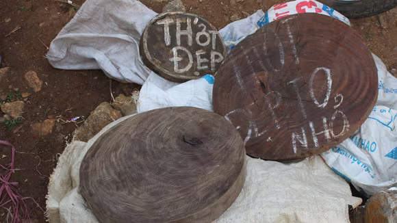 Nhức nhối nạn buôn thớt gỗ nghiến: Tiếp tay cho lâm tặc ảnh 3 Nhức nhối nạn buôn thớt gỗ nghiến: Tiếp tay cho lâm tặc ảnh 3