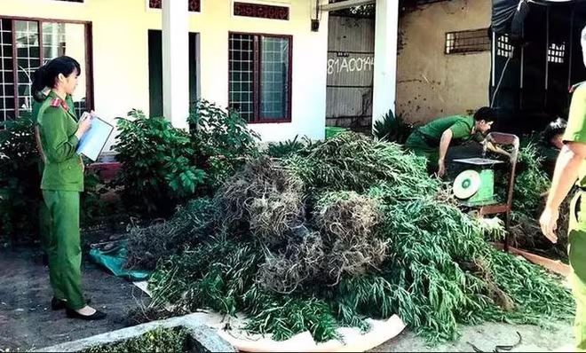 Cần sa được xếp vào danh mục các chất ma túy bị cấm tuyệt đối trong y học và đời sống xã hội (Ảnh minh họa) Cần sa được xếp vào danh mục các chất ma túy bị cấm tuyệt đối trong y học và đời sống xã hội (Ảnh minh họa)
