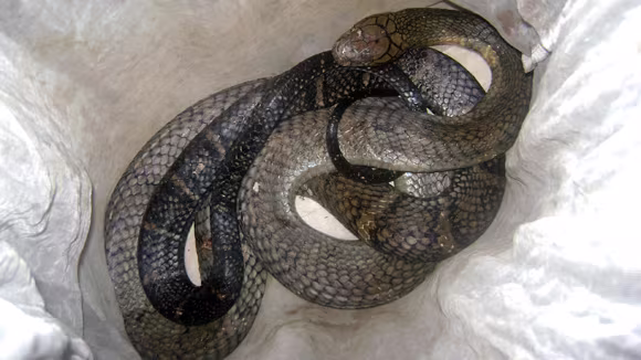 Cận cảnh cá thể rắn hổ mang chúa được "giải cứu" Cận cảnh cá thể rắn hổ mang chúa được "giải cứu"