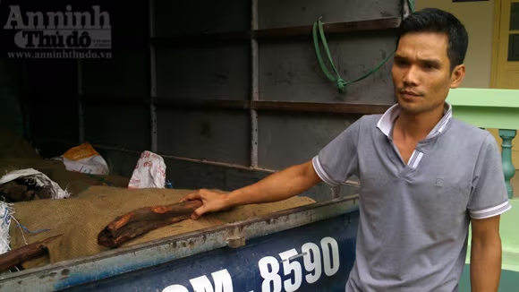 Dân buôn mua “nhầm” gỗ sưa... giả ảnh 2 Dân buôn mua “nhầm” gỗ sưa... giả ảnh 2