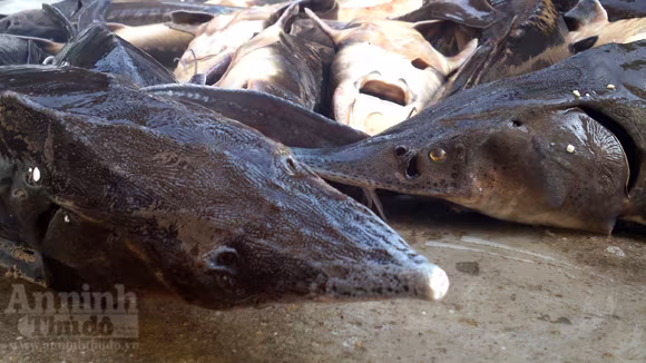 Xé lẻ cá tầm, "tỉa" về Thủ đô ảnh 3 Xé lẻ cá tầm, "tỉa" về Thủ đô ảnh 3