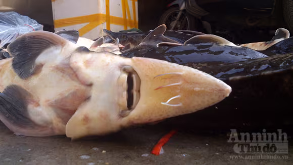 Xé lẻ cá tầm, "tỉa" về Thủ đô ảnh 6 Xé lẻ cá tầm, "tỉa" về Thủ đô ảnh 6