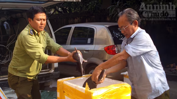 Xé lẻ cá tầm, "tỉa" về Thủ đô ảnh 4 Xé lẻ cá tầm, "tỉa" về Thủ đô ảnh 4