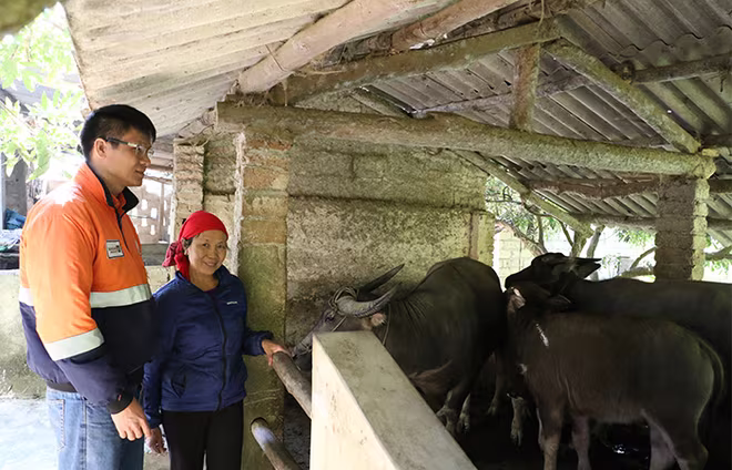 Bà Nguyễn Thị Mỹ (huyện Đại Từ, tỉnh Thái Nguyên) sử dụng nguồn vốn vay để chăn nuôi, phát triển kinh tế gia đình. Bà Nguyễn Thị Mỹ (huyện Đại Từ, tỉnh Thái Nguyên) sử dụng nguồn vốn vay để chăn nuôi, phát triển kinh tế gia đình.