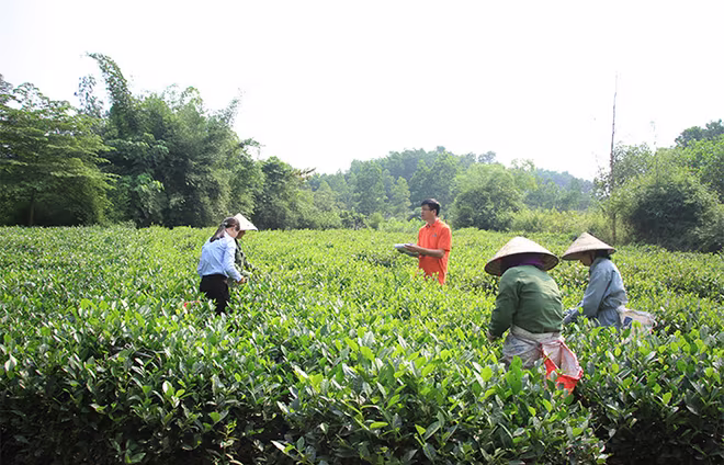 Cán bộ Công ty Núi Pháo khảo sát mô hình thâm canh chè Cán bộ Công ty Núi Pháo khảo sát mô hình thâm canh chè
