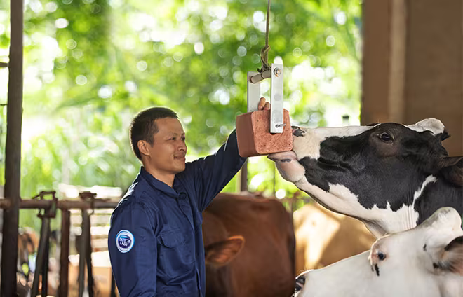 Người nông dân Cô Gái Hà Lan luôn dành cho đàn bò sự quan tâm, chăm sóc đặc biệt để bò luôn có trạng thái sức khỏe tốt, mang đến nguồn sữa nguyên liệu chất lượng cao. Người nông dân Cô Gái Hà Lan luôn dành cho đàn bò sự quan tâm, chăm sóc đặc biệt để bò luôn có trạng thái sức khỏe tốt, mang đến nguồn sữa nguyên liệu chất lượng cao.