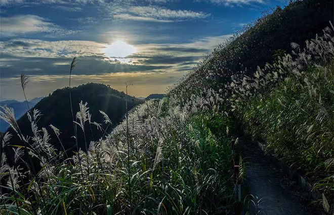 Cánh đồng lau tuyệt đẹp tại Bình Liêu – Tác giả: Đặng Ngọc Quang Cánh đồng lau tuyệt đẹp tại Bình Liêu – Tác giả: Đặng Ngọc Quang