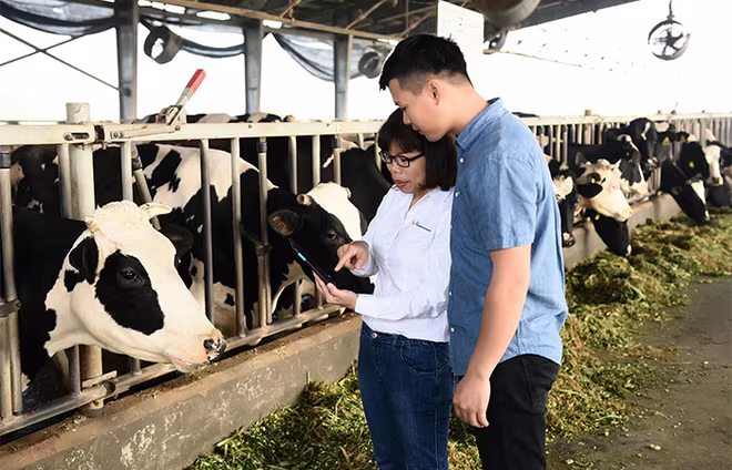 Gần 50% nhân viên cấp quản lý của Friesland Campina Việt Nam là nữ. Trong ảnh, chị Khúc Thị Huê – Trưởng phòng phát triển ngành sữa đang hướng dẫn kỹ thuật cho nhân viên trang trại bò sữa tại Hà Nam