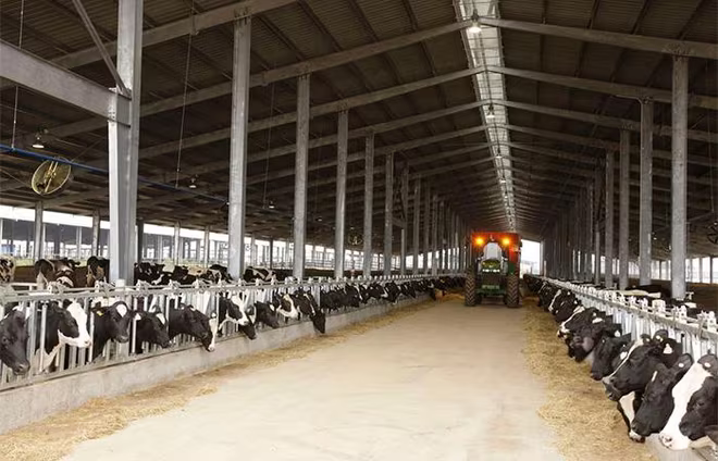 Trang trại bò sữa TH tại Nghĩa Đàn hiện có quy mô hơn 45.000 con, được chăn nuôi theo các phương pháp hiện đại, ứng dụng công nghệ cao Trang trại bò sữa TH tại Nghĩa Đàn hiện có quy mô hơn 45.000 con, được chăn nuôi theo các phương pháp hiện đại, ứng dụng công nghệ cao