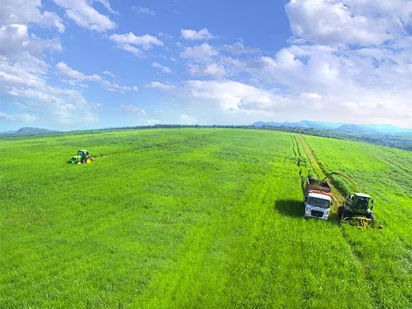 Những cánh đồng cỏ Mombasa tại trang trại TH được trồng làm thức ăn cho bò. Những cánh đồng cỏ Mombasa tại trang trại TH được trồng làm thức ăn cho bò.