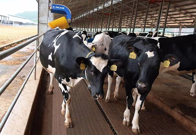 Khu vực chuồng trại có hệ thống làm mát tự động và chổi massage tự động giúp bò dễ chịu, không bị căng thẳng và hồi phục nhanh sau một hành trình dài