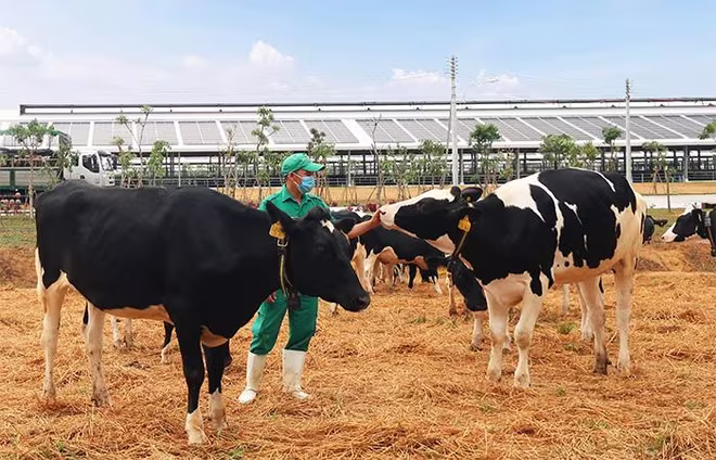 Vinamilk vừa đón đàn bò sữa 2.100 con từ Mỹ, nằm trong kế hoạch nhập khẩu hơn 5.000 bò sữa năm 2021 của Công ty Vinamilk vừa đón đàn bò sữa 2.100 con từ Mỹ, nằm trong kế hoạch nhập khẩu hơn 5.000 bò sữa năm 2021 của Công ty