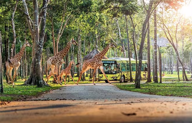 Vinpearl Safari Phú Quốc là điểm đến khám phá thiên nhiên hoang dã không thể bỏ lỡ Vinpearl Safari Phú Quốc là điểm đến khám phá thiên nhiên hoang dã không thể bỏ lỡ
