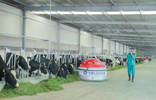 Vinamilk hiện có 13 trang trại bò sữa chuẩn quốc tế trên cả nước Vinamilk hiện có 13 trang trại bò sữa chuẩn quốc tế trên cả nước