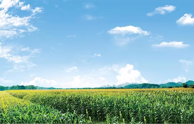 Cánh đồng ngô sinh khối – nguồn nguyên liệu thức ăn cho đàn bò tiệm cận 70.000 con, mang lại nguồn thu lớn cho các nông hộ. Cánh đồng ngô sinh khối – nguồn nguyên liệu thức ăn cho đàn bò tiệm cận 70.000 con, mang lại nguồn thu lớn cho các nông hộ.