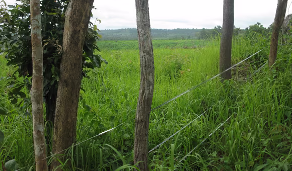 Đất rừng bị cộng đồng phá, nay doanh nghiệp liên kết trồng cao su ở xã xã Ea Sol, huyện Ea H’leo