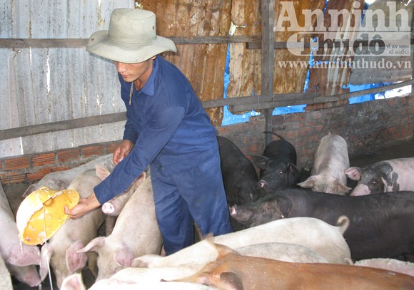 Nuôi heo ở đảo Song Tử Tây