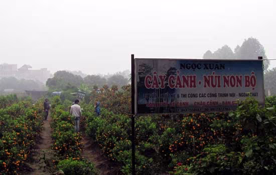 Muôn nẻo chọn cây chơi Tết ảnh 1