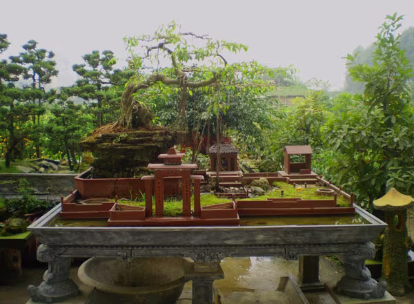 Muôn nẻo chọn cây chơi Tết ảnh 6