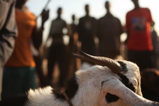 Phải cưới dê vì trót quan hệ với... "nàng" Phải cưới dê vì trót quan hệ với... "nàng"