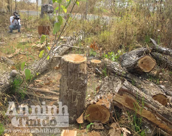 Rừng phòng hộ Ea Súp bị tàn phá Rừng phòng hộ Ea Súp bị tàn phá